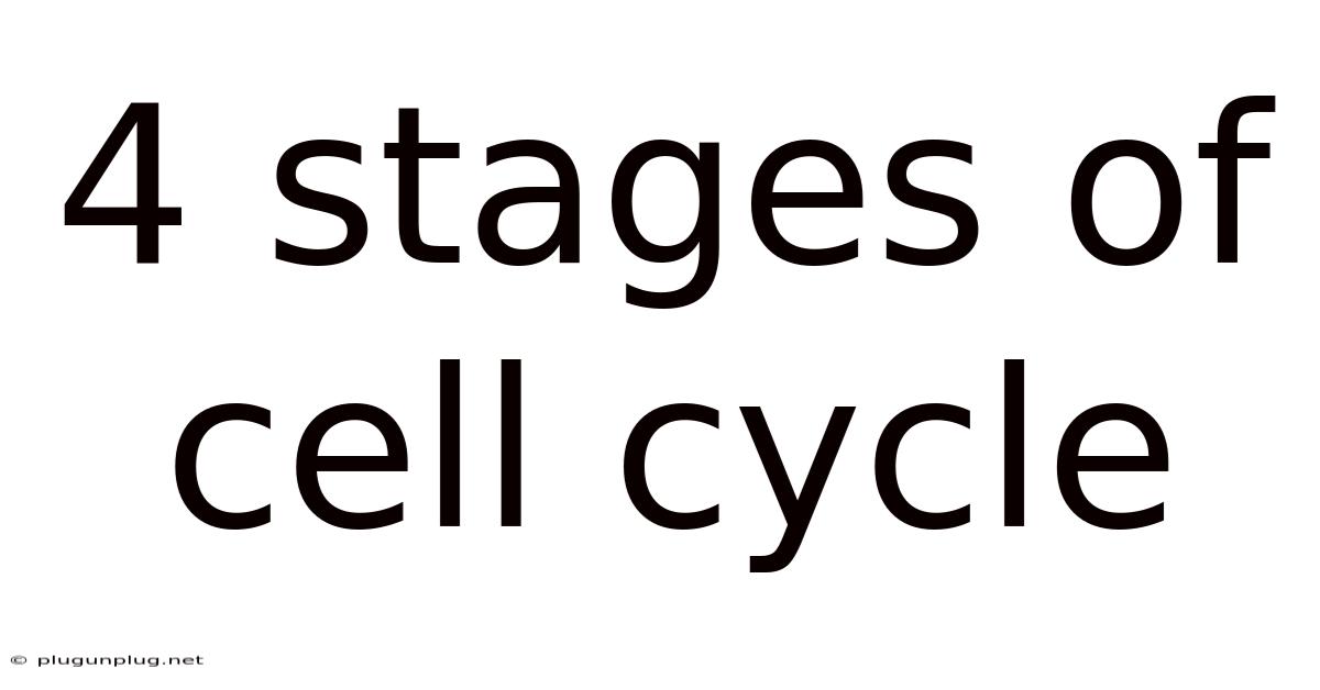 4 Stages Of Cell Cycle