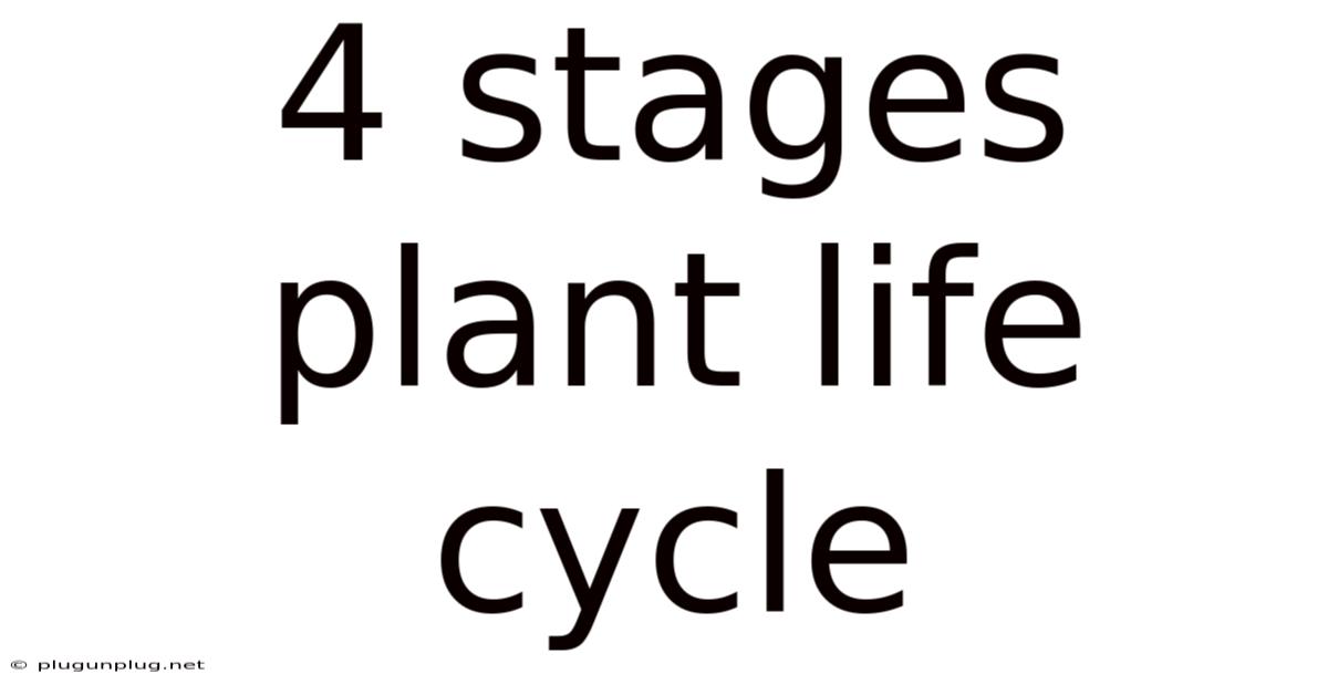 4 Stages Plant Life Cycle