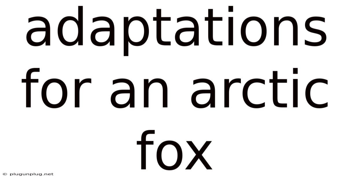 Adaptations For An Arctic Fox