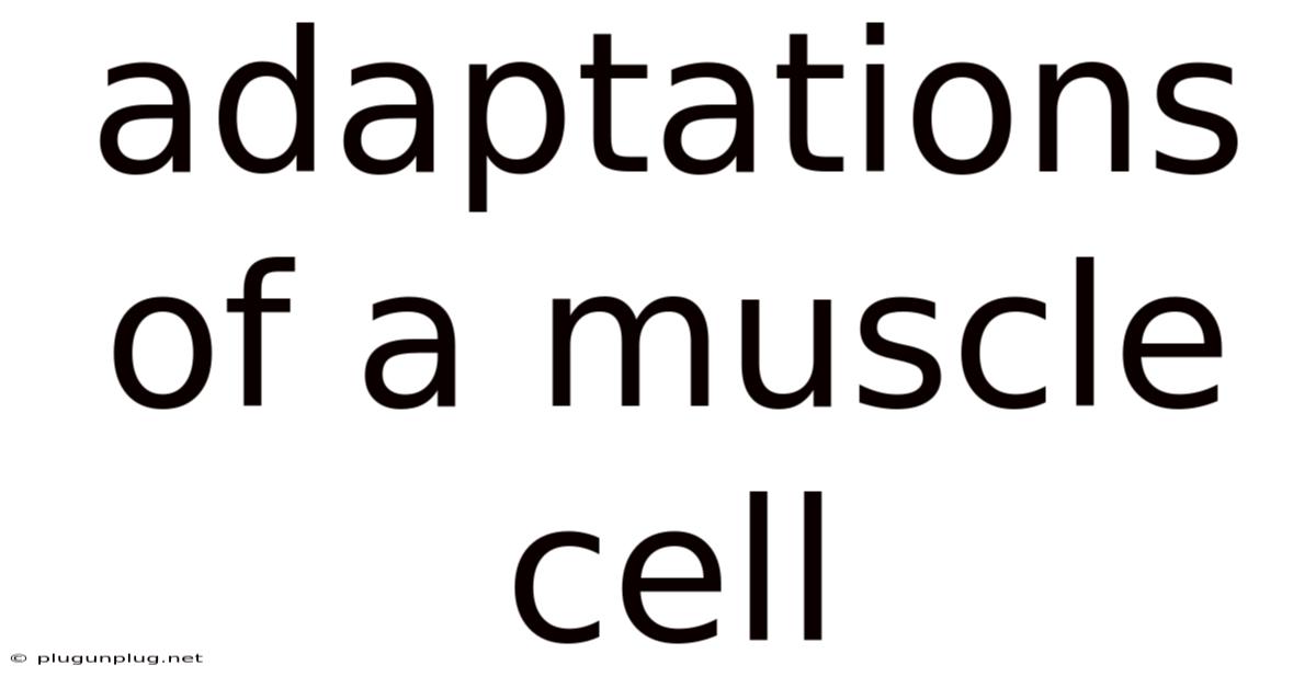 Adaptations Of A Muscle Cell