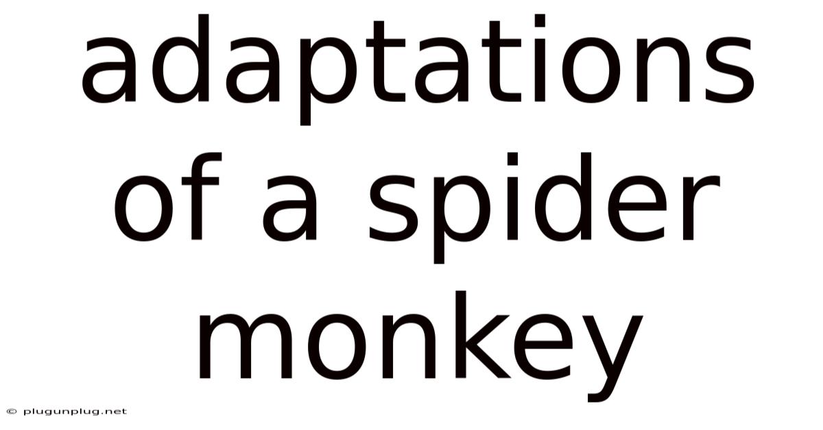 Adaptations Of A Spider Monkey