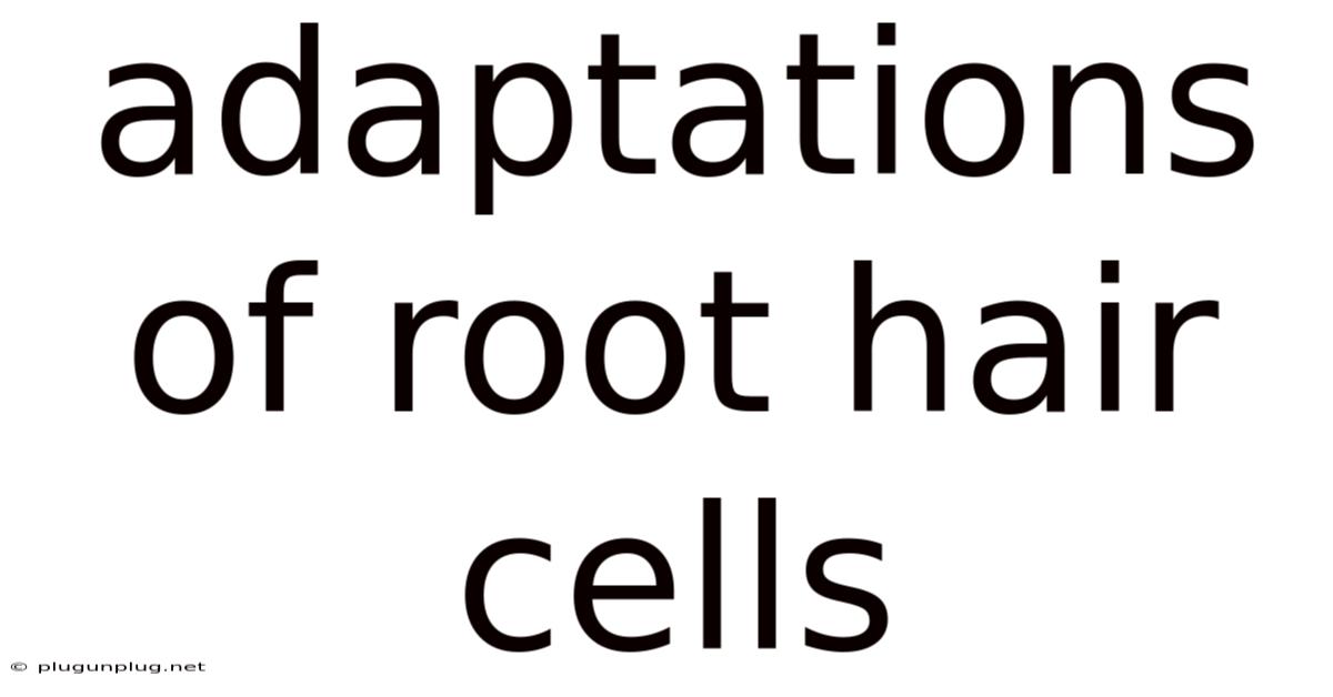 Adaptations Of Root Hair Cells