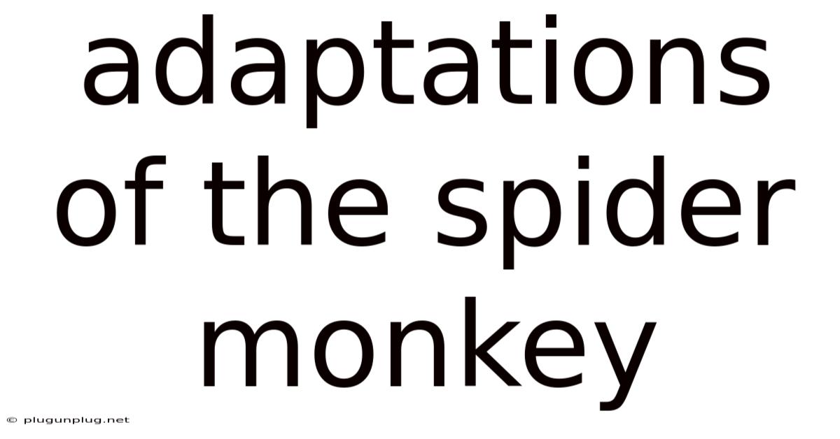 Adaptations Of The Spider Monkey