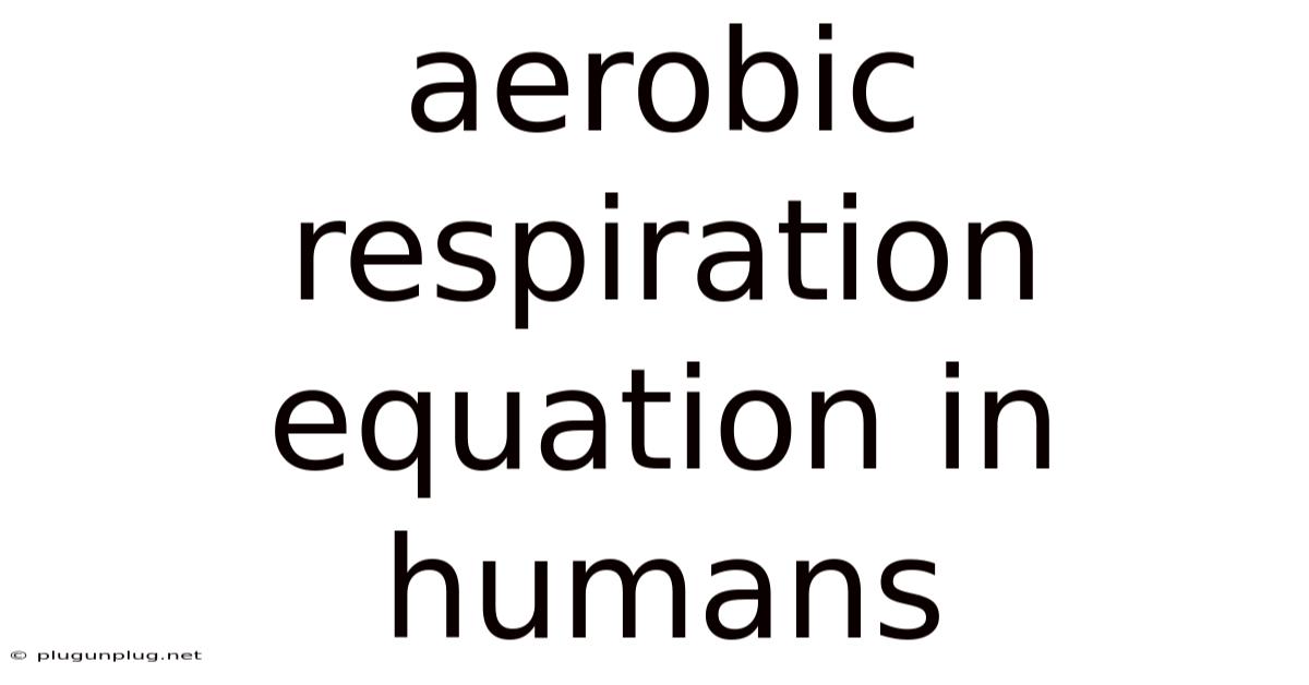 Aerobic Respiration Equation In Humans