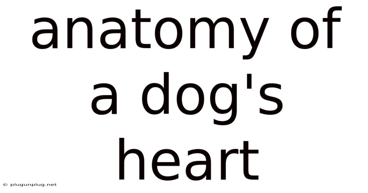 Anatomy Of A Dog's Heart