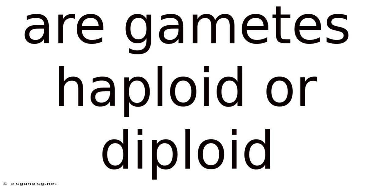 Are Gametes Haploid Or Diploid