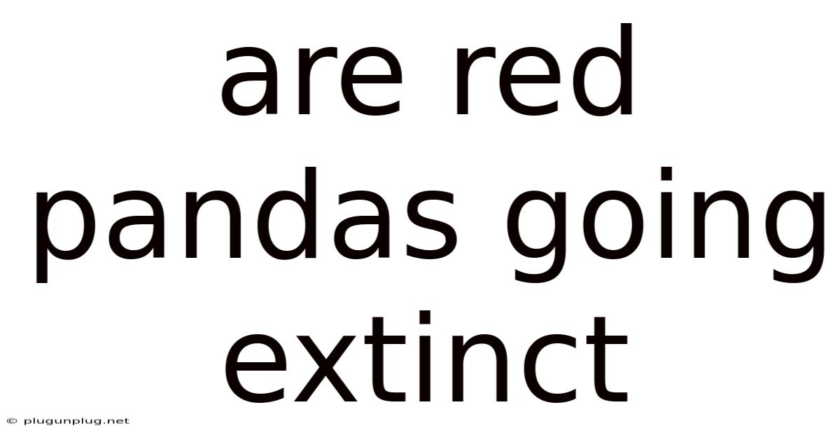 Are Red Pandas Going Extinct