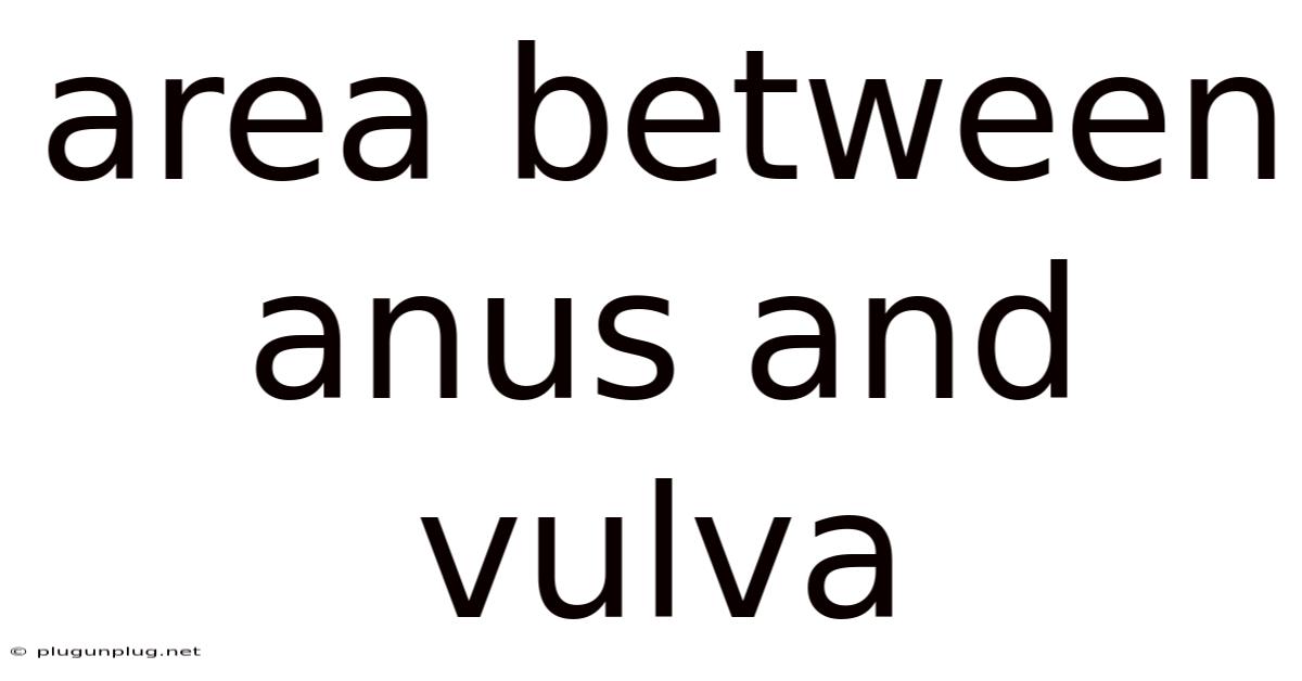 Area Between Anus And Vulva