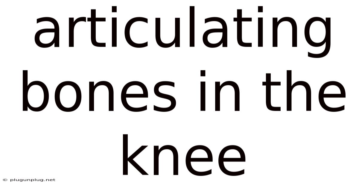 Articulating Bones In The Knee