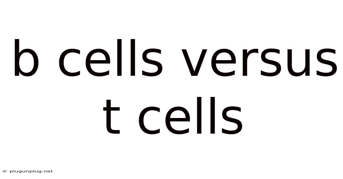 B Cells Versus T Cells