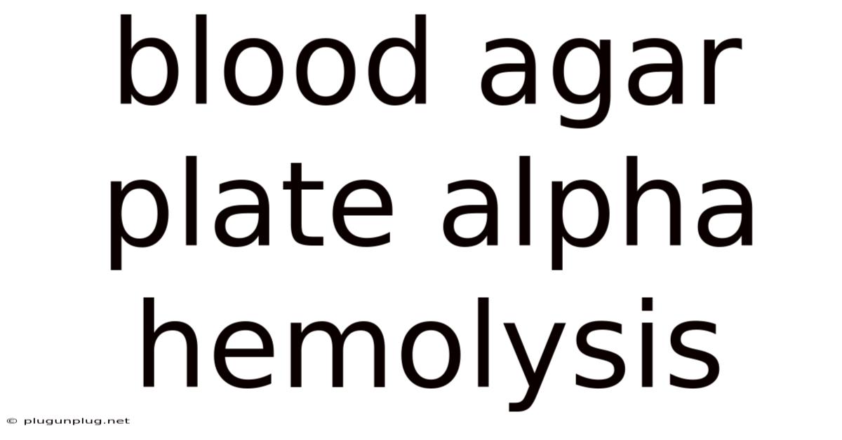 Blood Agar Plate Alpha Hemolysis