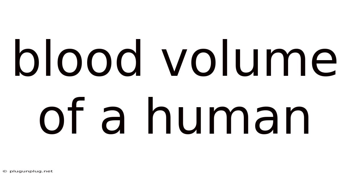 Blood Volume Of A Human