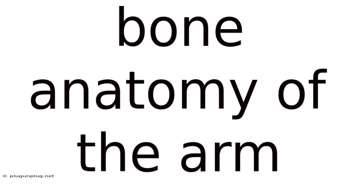 Bone Anatomy Of The Arm