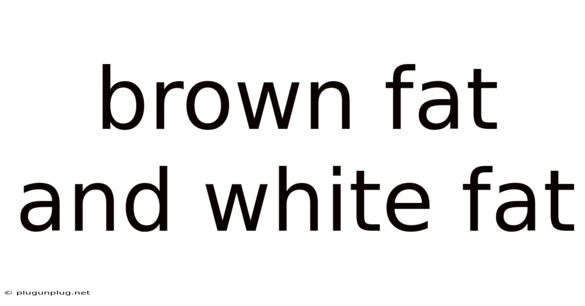 Brown Fat And White Fat