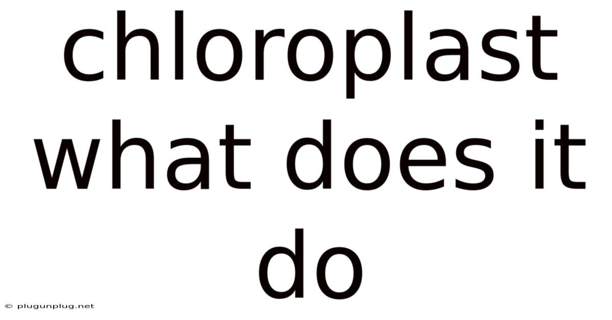 Chloroplast What Does It Do