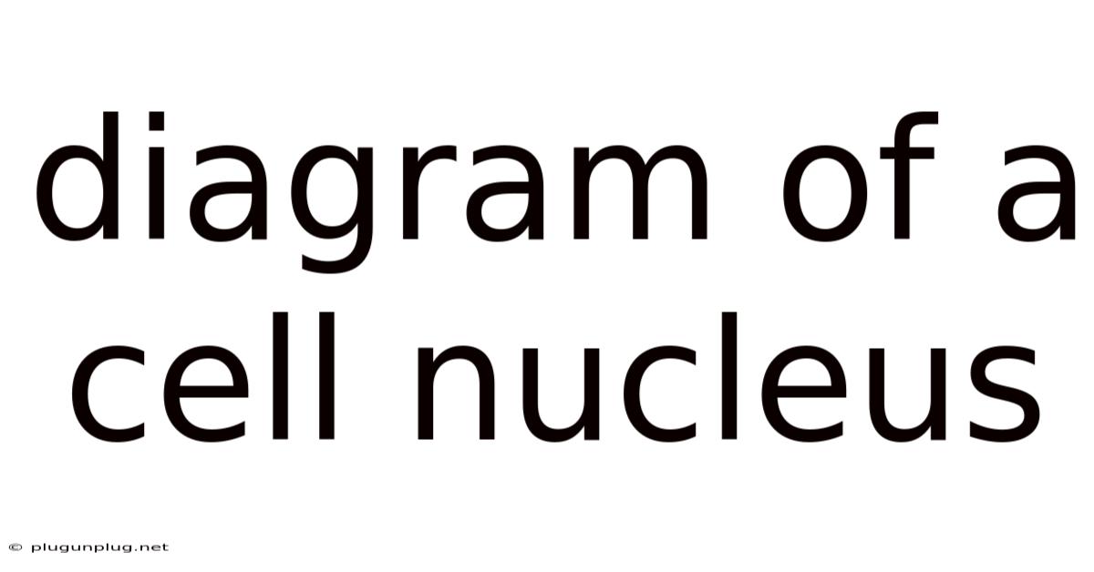 Diagram Of A Cell Nucleus