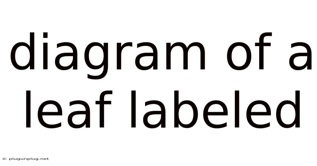 Diagram Of A Leaf Labeled