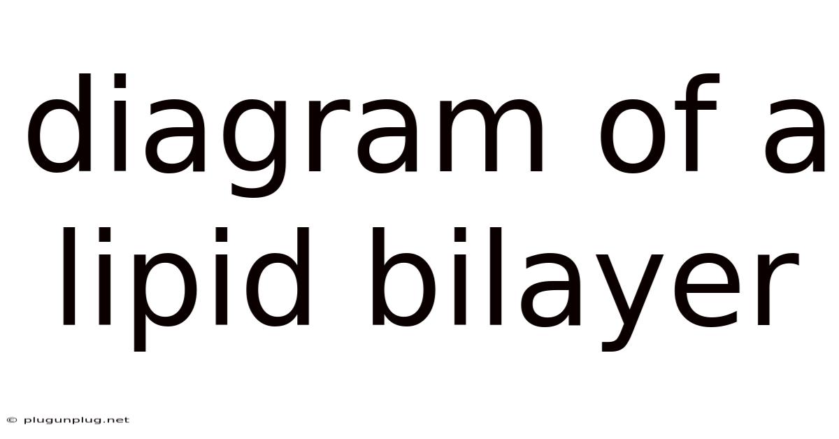 Diagram Of A Lipid Bilayer