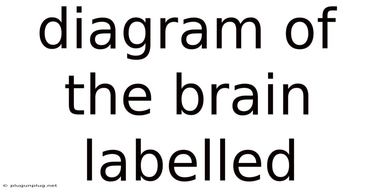 Diagram Of The Brain Labelled