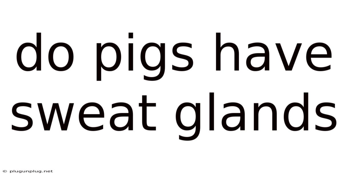 Do Pigs Have Sweat Glands
