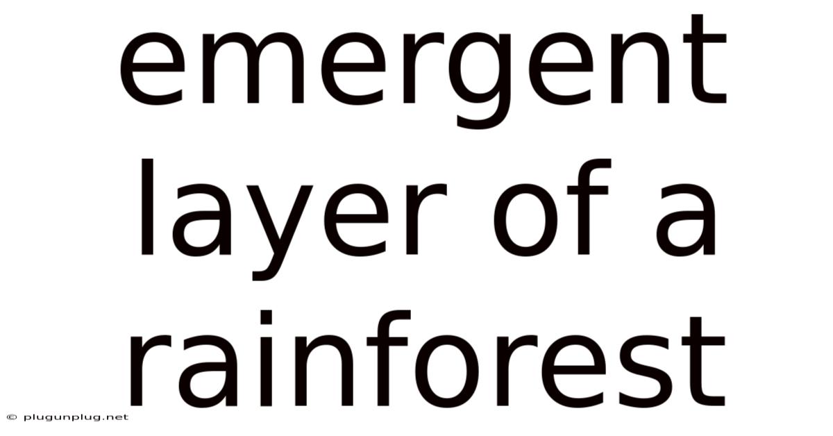 Emergent Layer Of A Rainforest