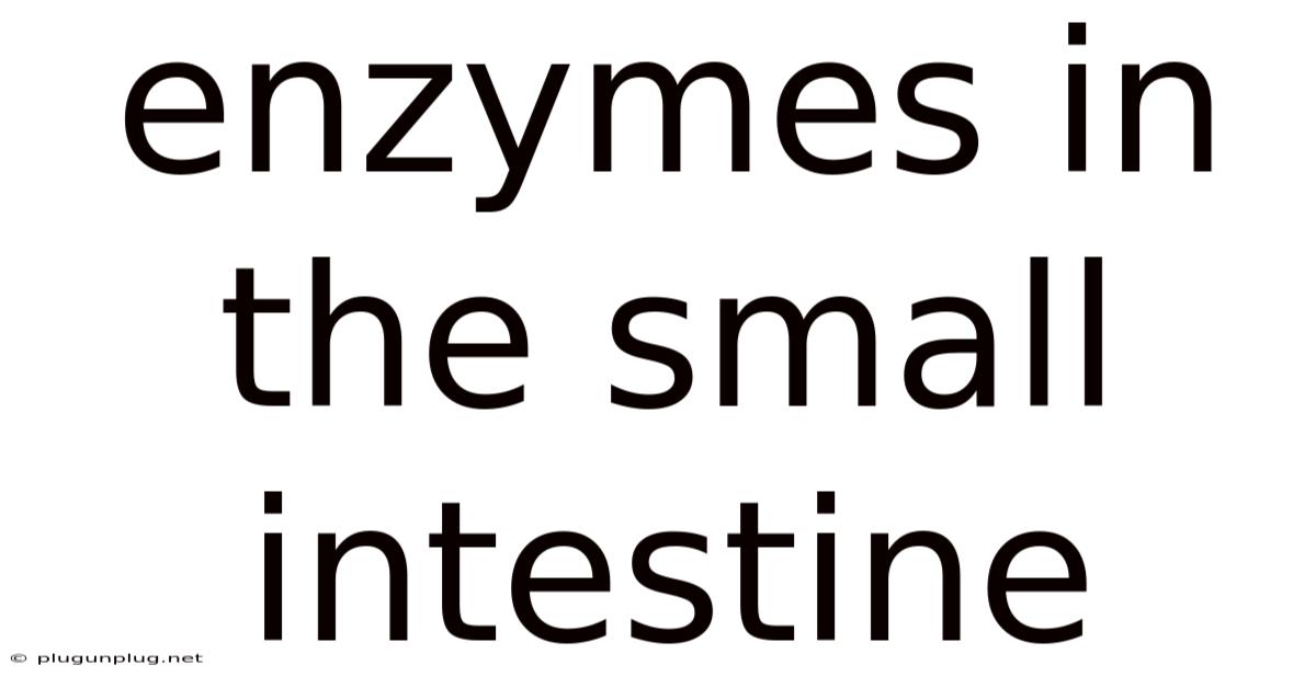 Enzymes In The Small Intestine