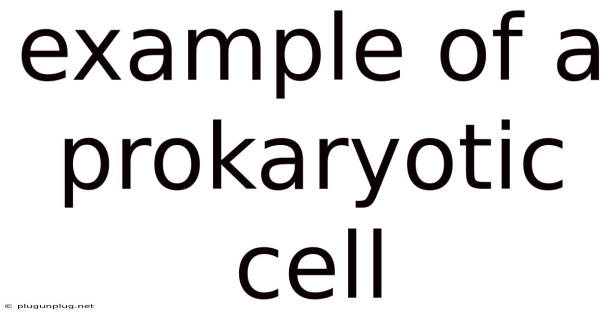 Example Of A Prokaryotic Cell