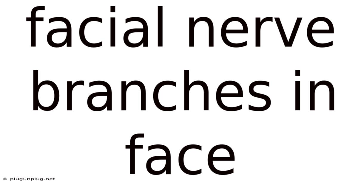 Facial Nerve Branches In Face