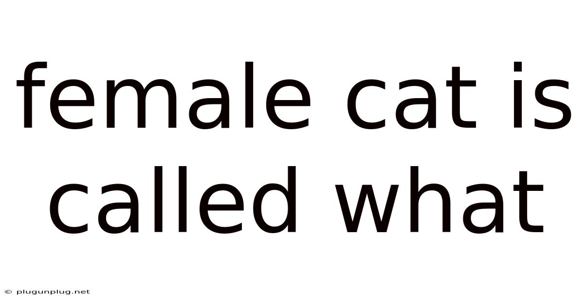 Female Cat Is Called What