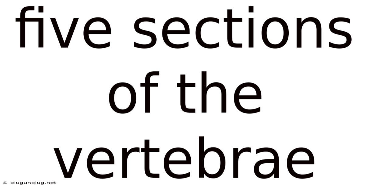 Five Sections Of The Vertebrae