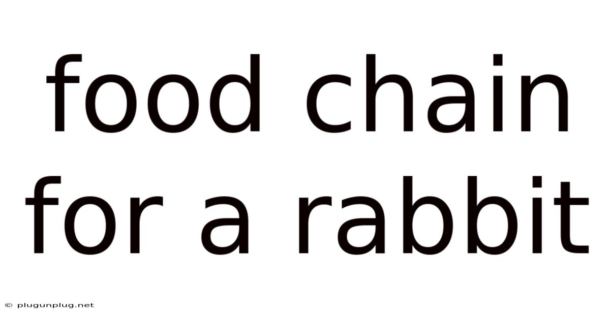 Food Chain For A Rabbit
