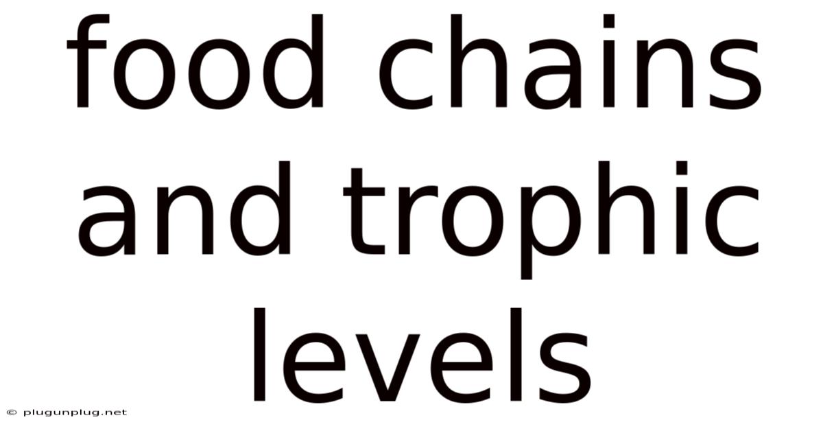 Food Chains And Trophic Levels