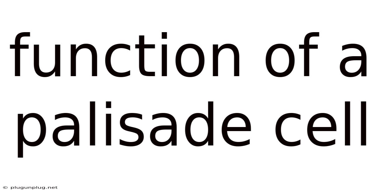 Function Of A Palisade Cell