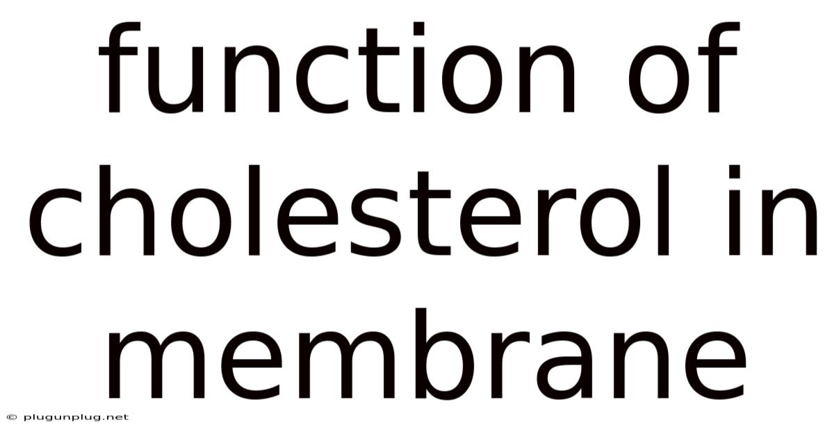 Function Of Cholesterol In Membrane
