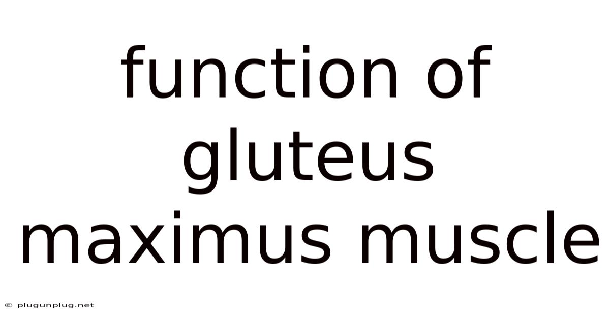 Function Of Gluteus Maximus Muscle