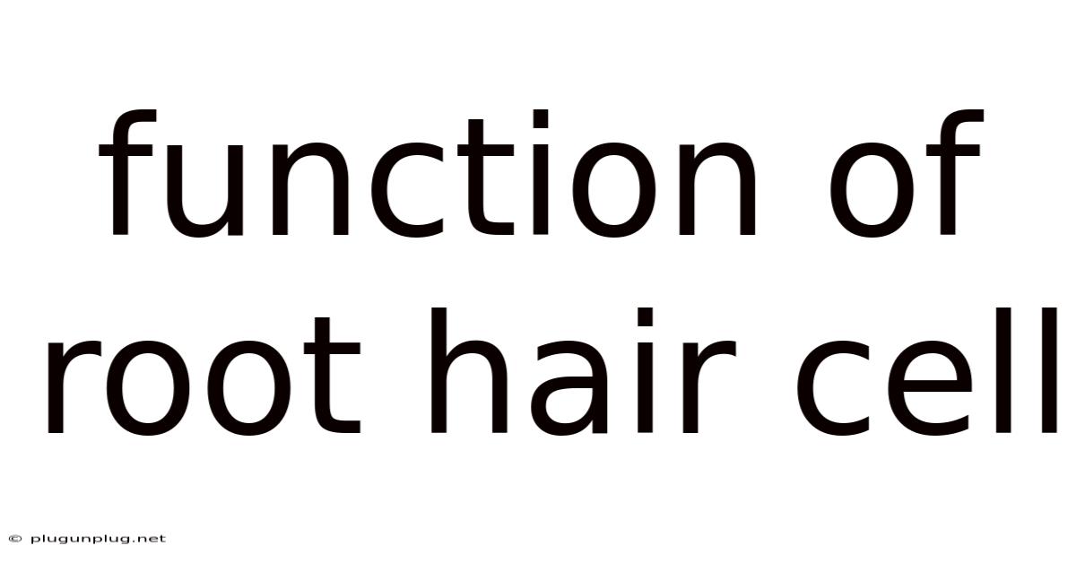 Function Of Root Hair Cell