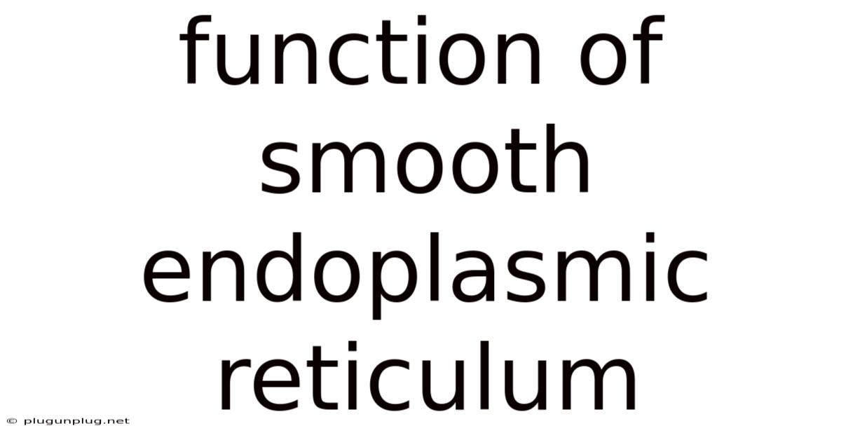 Function Of Smooth Endoplasmic Reticulum