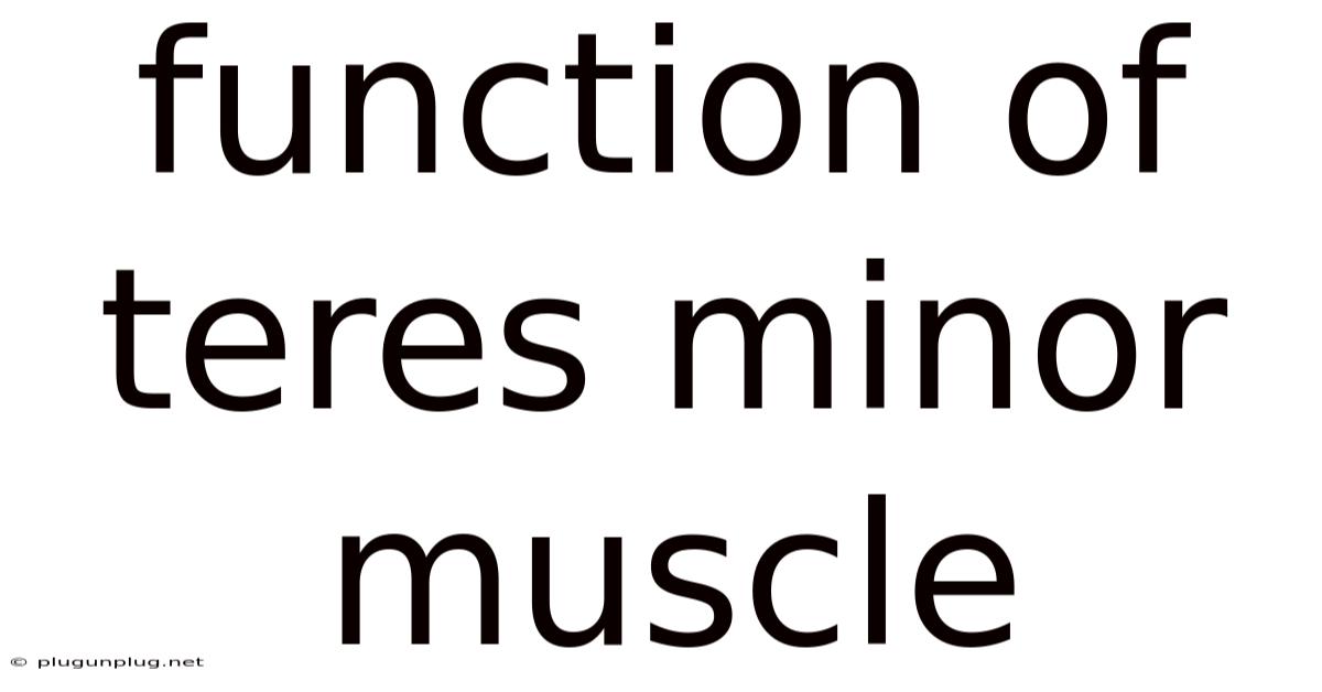 Function Of Teres Minor Muscle