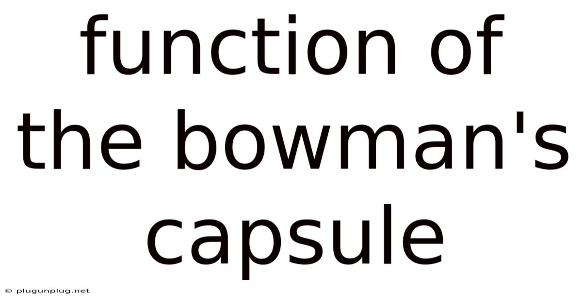 Function Of The Bowman's Capsule