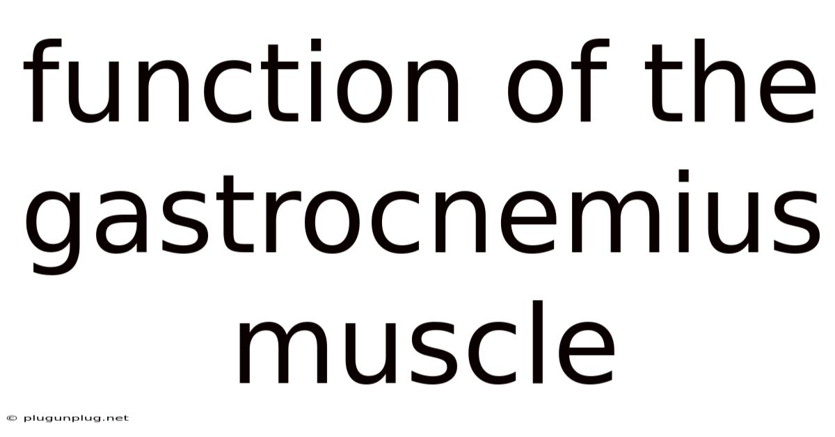 Function Of The Gastrocnemius Muscle