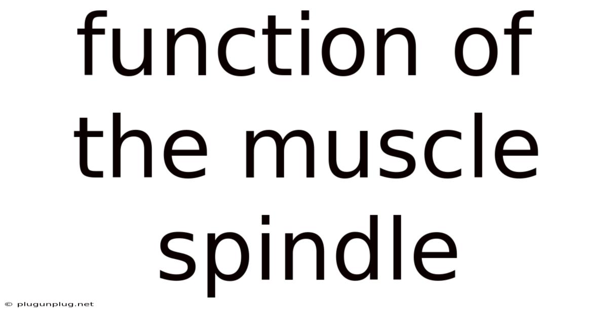 Function Of The Muscle Spindle