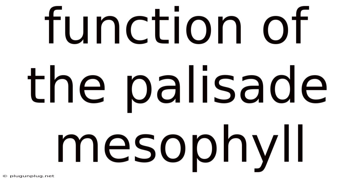 Function Of The Palisade Mesophyll