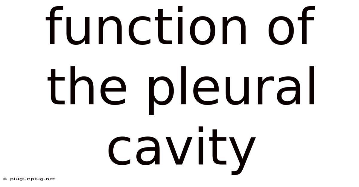 Function Of The Pleural Cavity