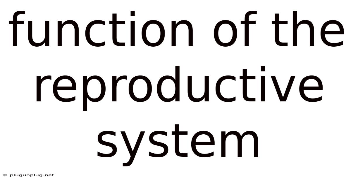 Function Of The Reproductive System