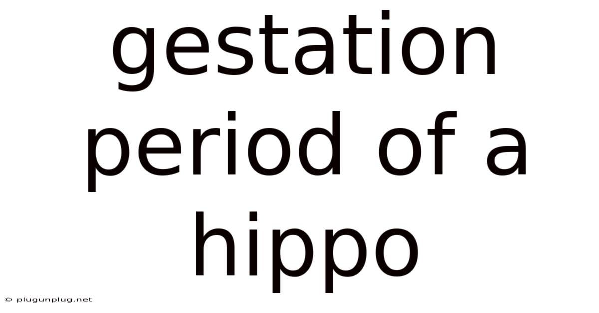Gestation Period Of A Hippo