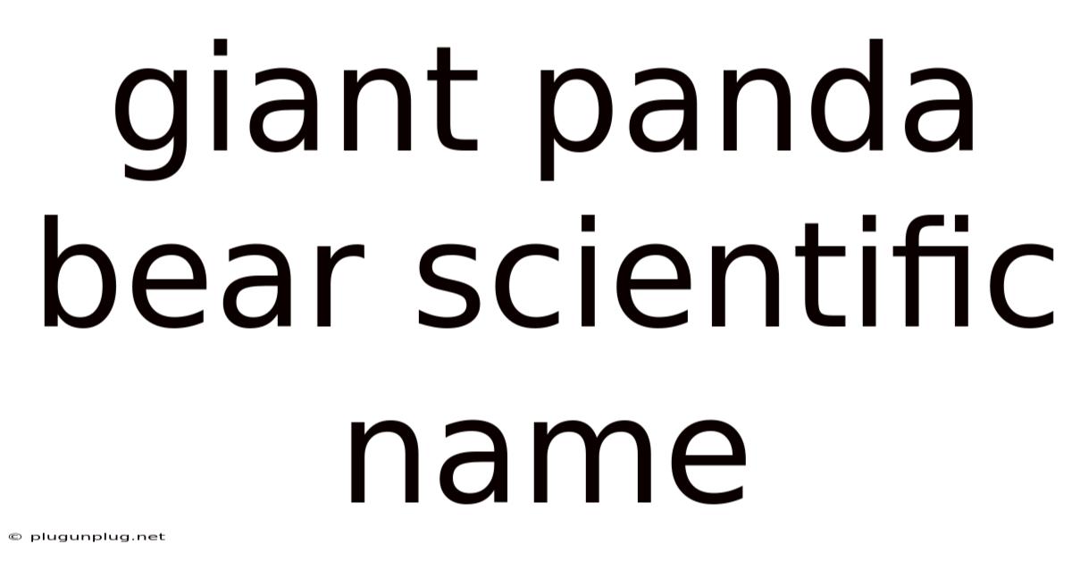 Giant Panda Bear Scientific Name