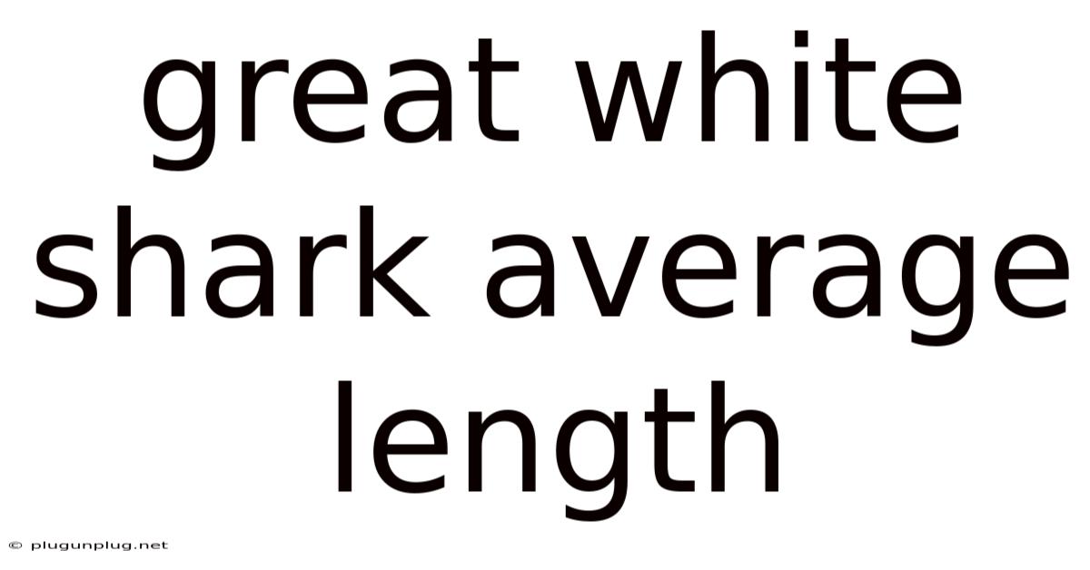 Great White Shark Average Length