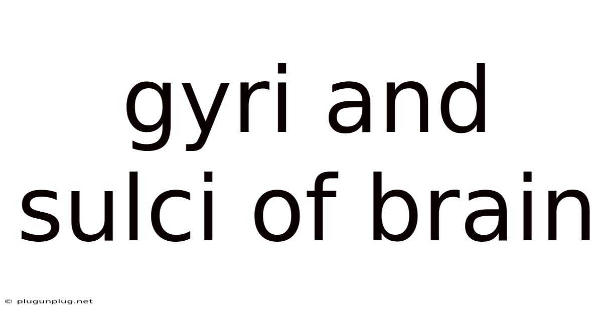 Gyri And Sulci Of Brain