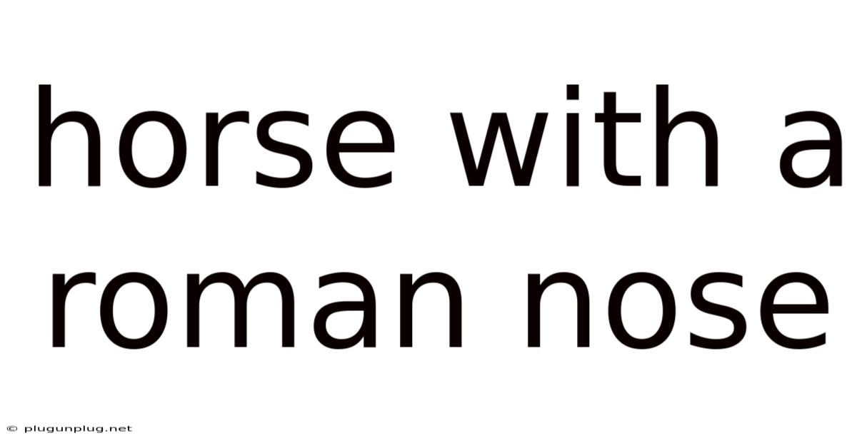 Horse With A Roman Nose