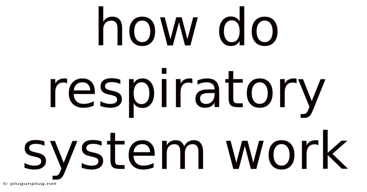 How Do Respiratory System Work